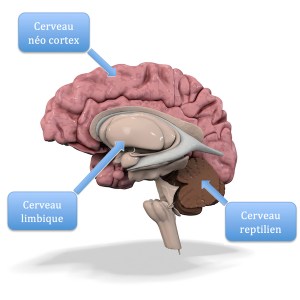 medical illustration of the human brain isolated on white