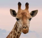 close up photography of giraffe
