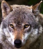 animal eyes wolf view