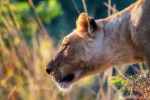 close up of a lioness
