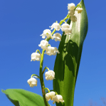 Muguet