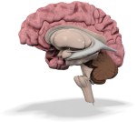 medical illustration of the human brain isolated on white