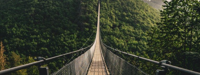 pont en bois brun sur les arbres verts